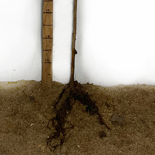 Саджанці фундука Тамбовський ранній (відводок) - 3-річний