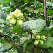 Саджанці фундука Бадіус (відводок) - 2-річний
