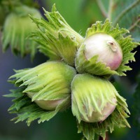 Саджанці фундука Барселонський (відводок) - 3-річний