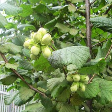 Саджанці фундука Королівський (відводок) - 4-річний