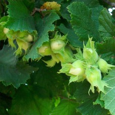 Саджанці фундука Корончатий (відводок) - 4-річний