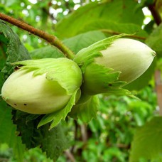 Саджанці фундука Косфорд (відводок) - 4-річний