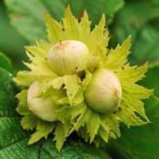 Саджанці фундука Морозівський (відводок) - 4-річний