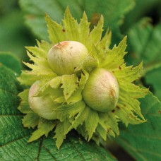 Саджанці фундука Обільний (відводок) - 4-річний