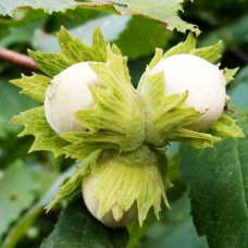 Саджанці фундука Президент (Караманівський) (відводок) - 4-річний