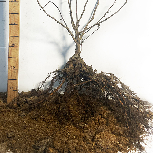 Саджанці фундука Катерина - 2-річний