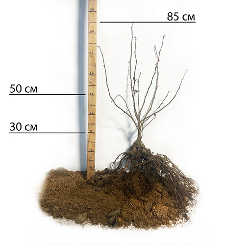 Саджанці фундука Катерина - 2-річний