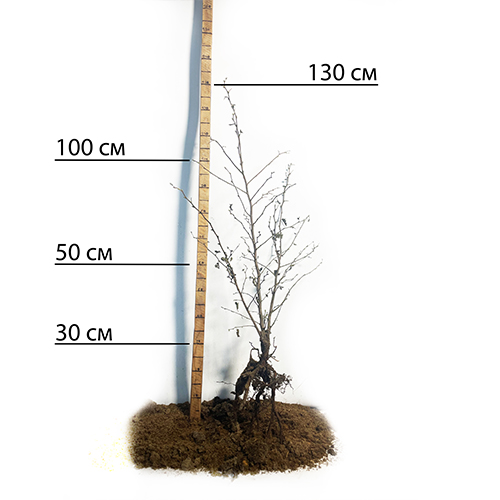 Саджанці фундука Катерина - 3-річний