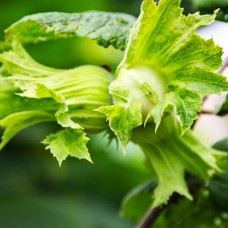 Саджанці фундука Степовий (відводок) - 4-річний