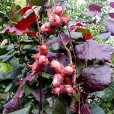 Саджанці фундука Варшавський (відводок) - 4-річний