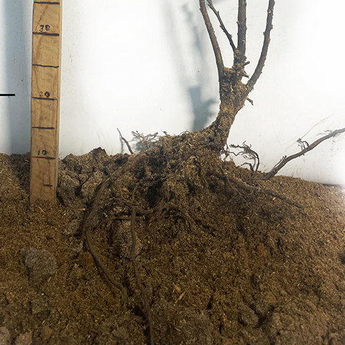 Саджанці каштана Неаполітанський (їстівний) - 2-річний