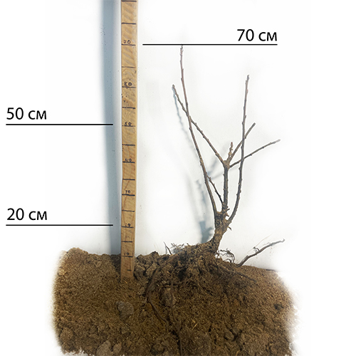Саджанці каштана Неаполітанський (їстівний) - 2-річний