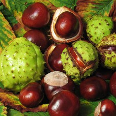 Саджанці каштана Кінський - 1-річний