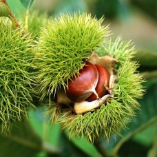 Саджанці каштана Марон (їстівний) - 1-річний