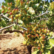 Саджанці фісташки Альбіна - 1-річний Саджанці фісташки Альбіна - 1-річний