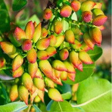 Саджанці фісташки Амелія - 1-річний Саджанці фісташки Амелія - 1-річний