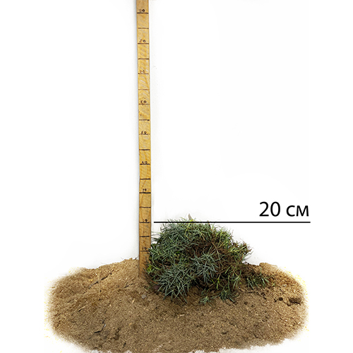 Саджанці гвоздики Садова (черенкований) - 2-річний