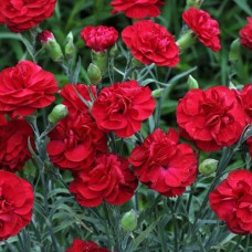 Саджанці гвоздики Альпійська Червона (черенкований) - 2-річний