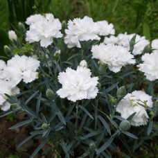 Саджанці гвоздики Багаторічна Біла (черенкований) - 2-річний