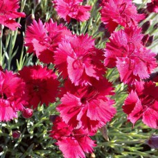 Саджанці гвоздики Багаторічна Червона (черенкований) - 2-річний