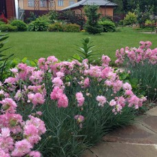 Саджанці гвоздики Багаторічна Рожева (черенкований) - 2-річний