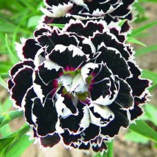 Саджанці гвоздики Блек Енд Вайт (черенкований) - 2-річний