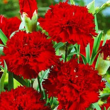 Саджанці гвоздики Королівська Червона (черенкований) - 2-річний