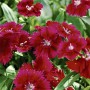 Саджанці гвоздики Китайська Червона (черенкований) - 2-річний