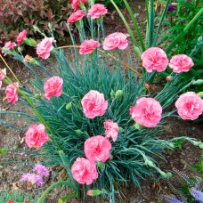 Саджанці гвоздики Садова (черенкований) - 2-річний