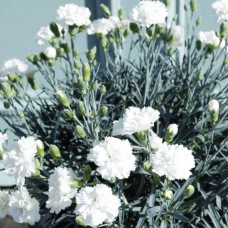 Саджанці гвоздики Садова Біла (черенкований) - 2-річний