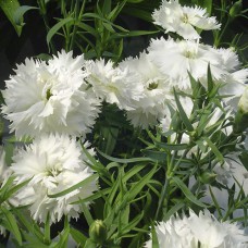 Саджанці гвоздики Шабо Біла (черенкований) - 2-річний