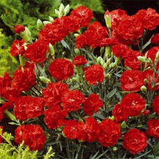 Саджанці гвоздики Шабо Червона (черенкований) - 2-річний