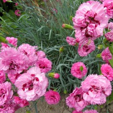 Саджанці гвоздики Шабо Фіолетова (черенкований) - 2-річний