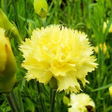Саджанці гвоздики Шабо Жовта (черенкований) - 2-річний