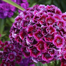 Саджанці гвоздики Турецька (черенкований) - 2-річний