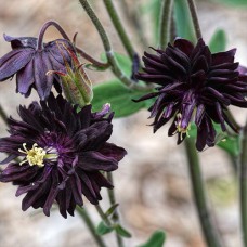 Саджанці аквілегії Блек Барлоу (черенкований) - 1-річний