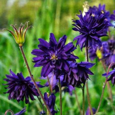 Саджанці аквілегії Блю Барлоу (черенкований) - 1-річний