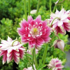 Саджанці аквілегії Нора Барлоу (черенкований) - 1-річний