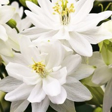 Саджанці аквілегії Біла Барлоу (черенкований) - 1-річний