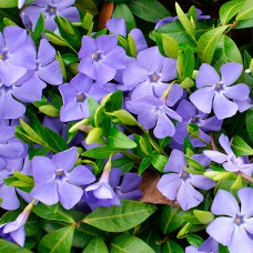 Саджанці барвінку Вінка (черенкований) - 1-річний