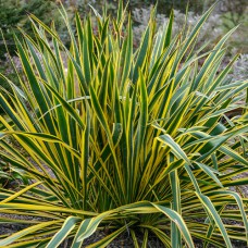 Саджанці юки Брайт Едж (черенкований) - 1-річний