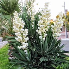 Саджанці юки Нитчата (черенкований) - 1-річний