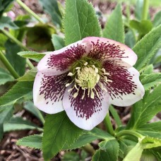 Саджанці морозника Чемерник (черенкований) - 1-річний