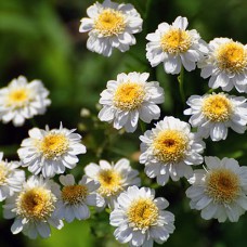 Саджанці матрікарії Уайт Стар (черенкований) - 1-річний