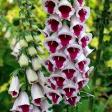 Саджанці наперстянки Вибір Пем (черенкований) - 1-річний