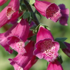 Саджанці наперстянки Віртуоз Ред (черенкований) - 1-річний