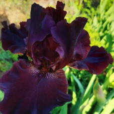 Саджанці ірису Алмаден