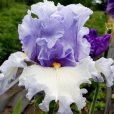 Саджанці ірису Альпенвью