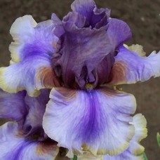 Саджанці ірису Амерікан Мейд