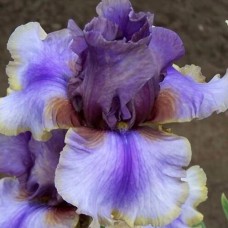 Саджанці ірису Американ